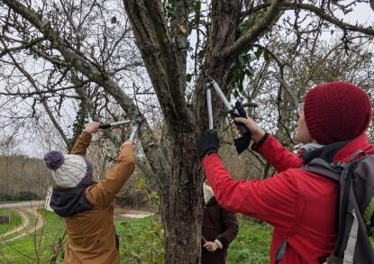 Greffere et taille d'arbres fuitiers