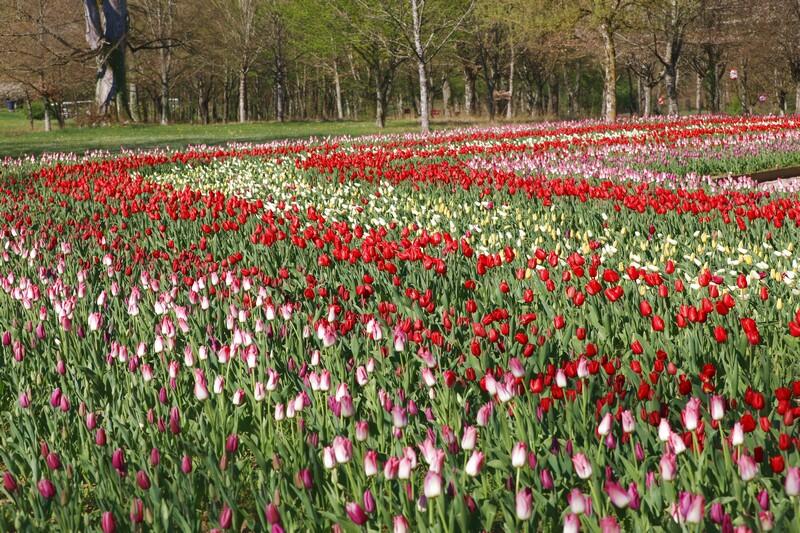 Le jardin de tulipes du château de Cheverny