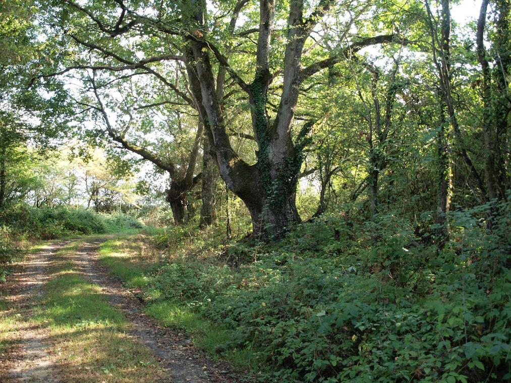 Chemin du vieux bocage
