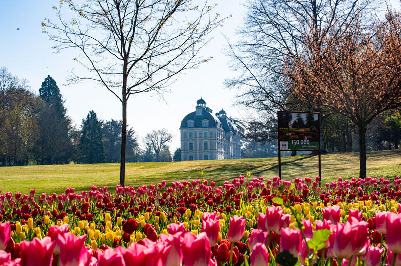 Tulipes-au-Chateau-de-Cheverny-Mir-Photos-ADT41--2-