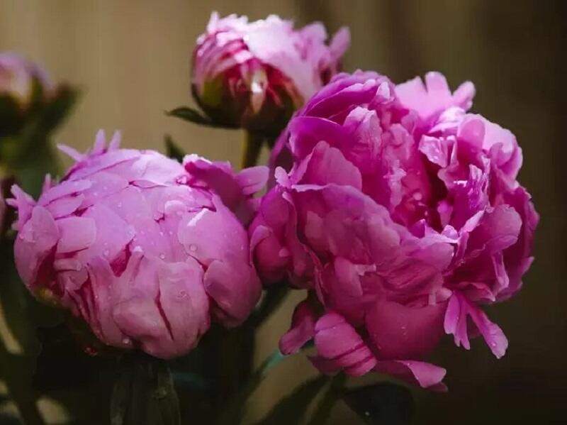 pivoines