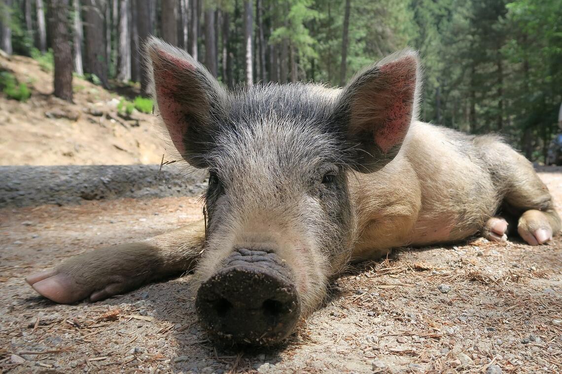Cochon Porc Salaisons