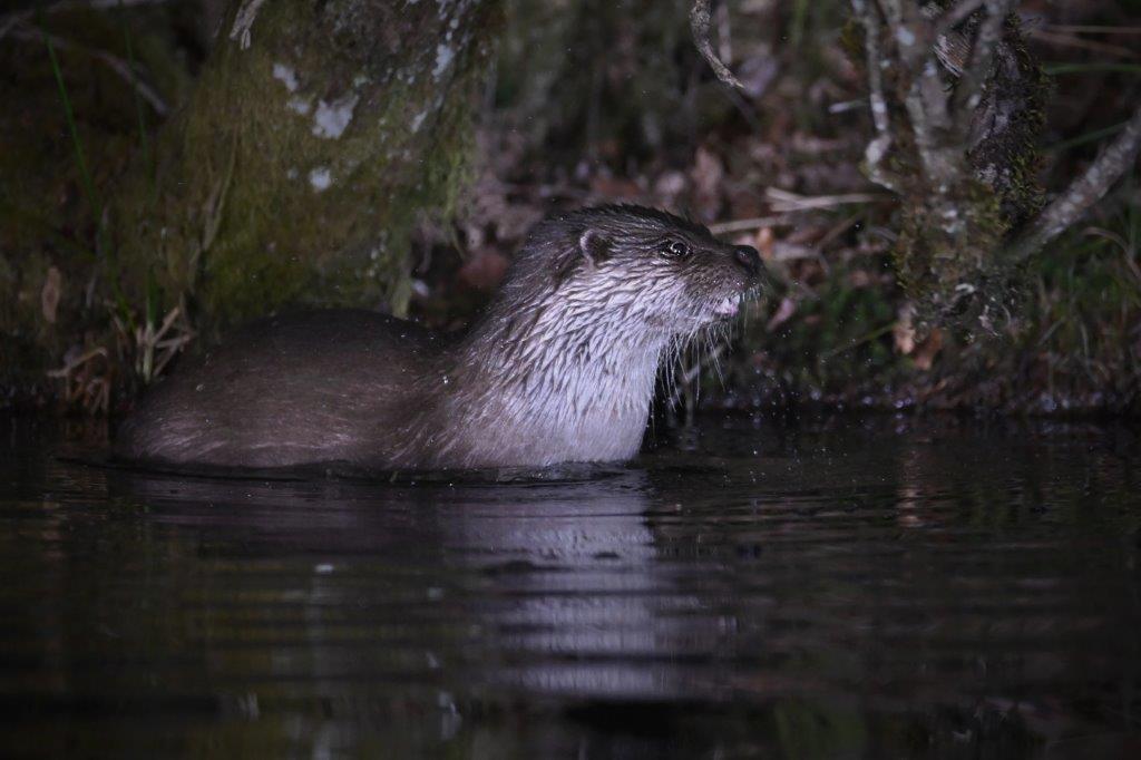 PHO_ENS_220325_020927mammiferes_loutre d'europe