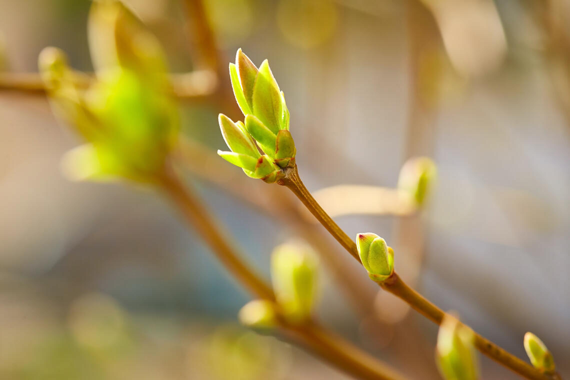 Thérapie par les bourgeons