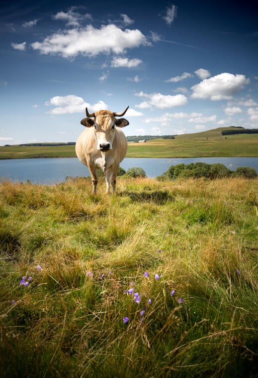 Vaches Aubrac au Lac des Moines