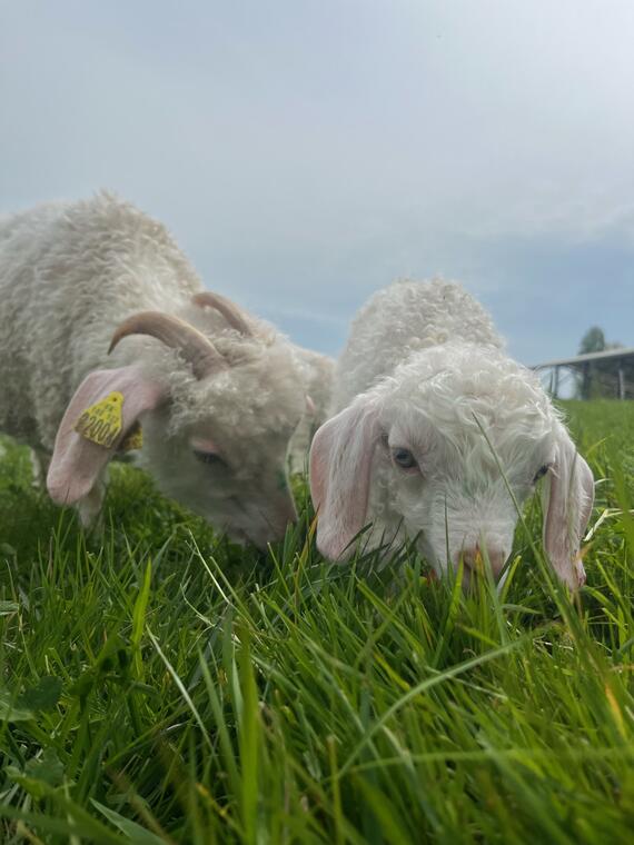 Chèvres angora