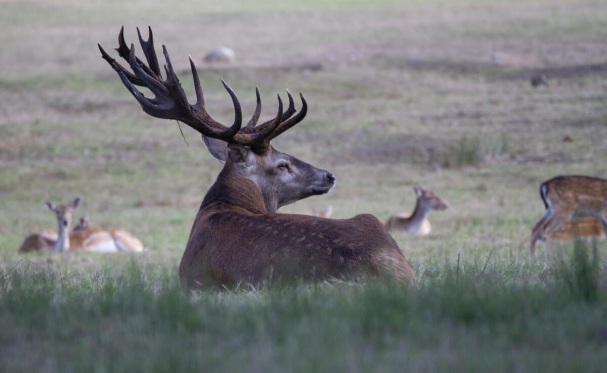 cerf