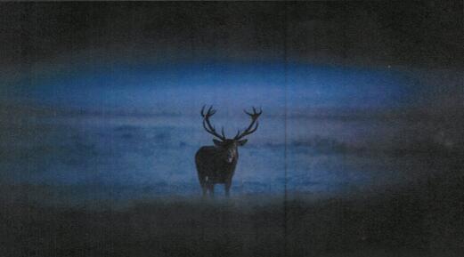 cerf