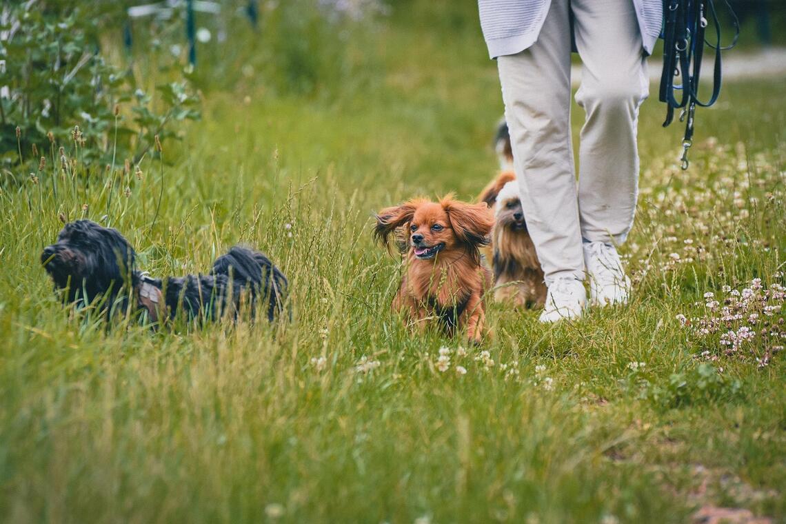 dogs-7340749_1280