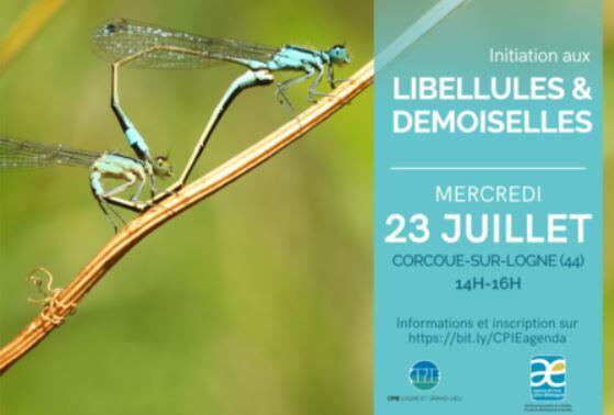 initiation-libellules-demoiselles-corcoue-sur-logne-44-fma-1