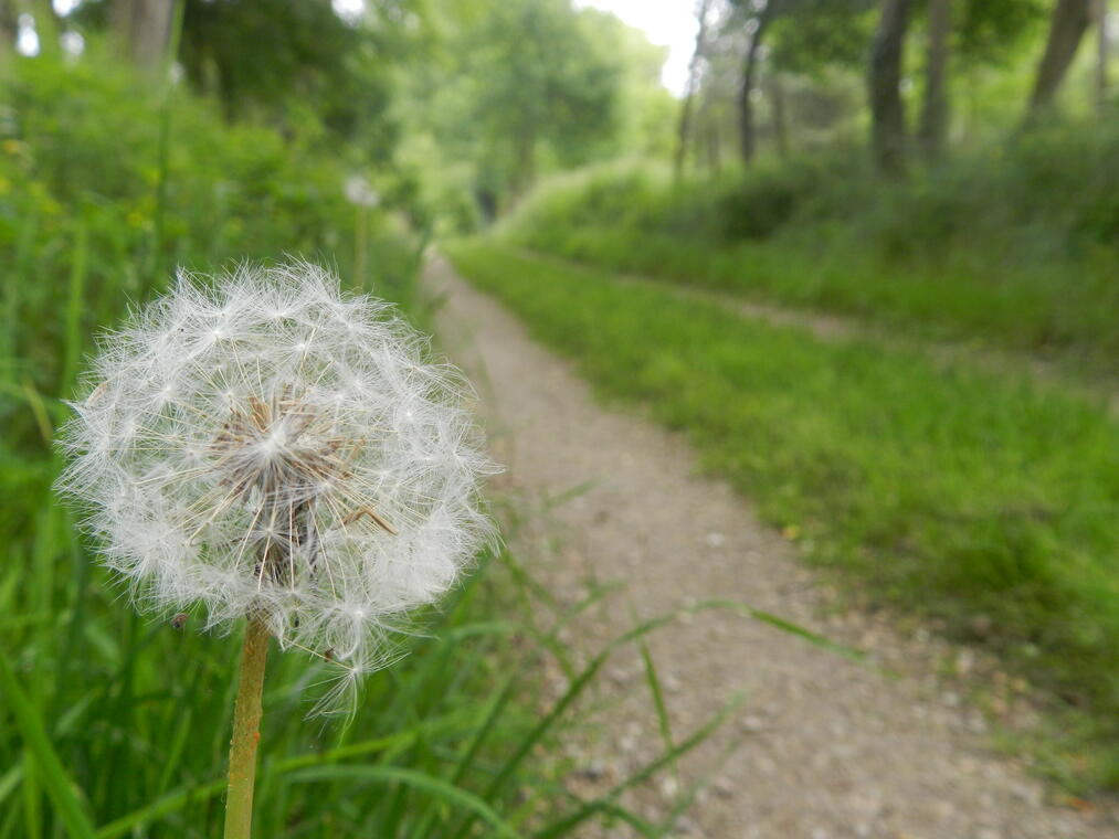 rando photo chemin - photo c+®line (10)