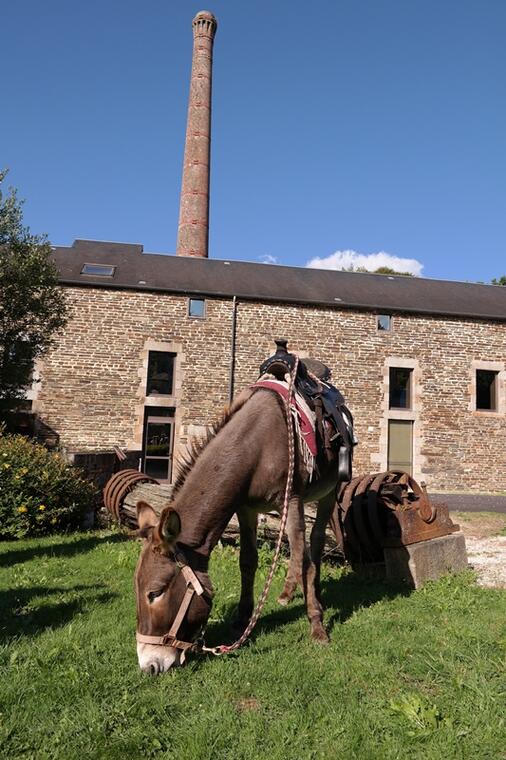 Ane devant Moulin - OT du Mortainais