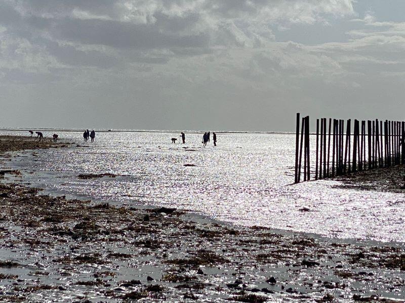 Pêche à pied