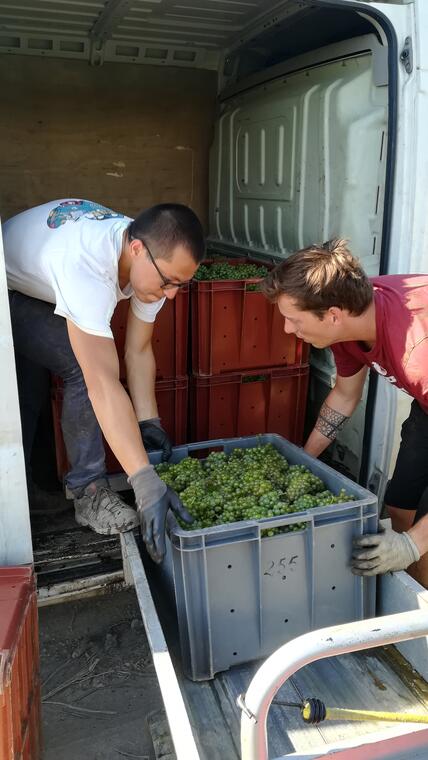 aux vignes (3)