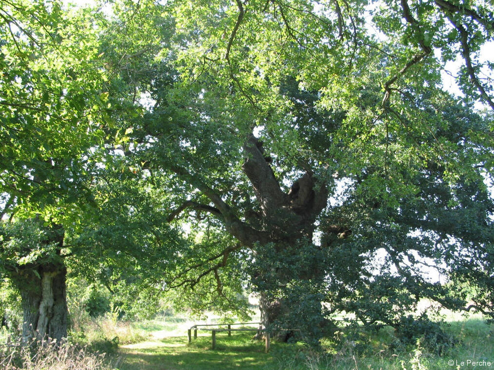 Chene-Lambonniere