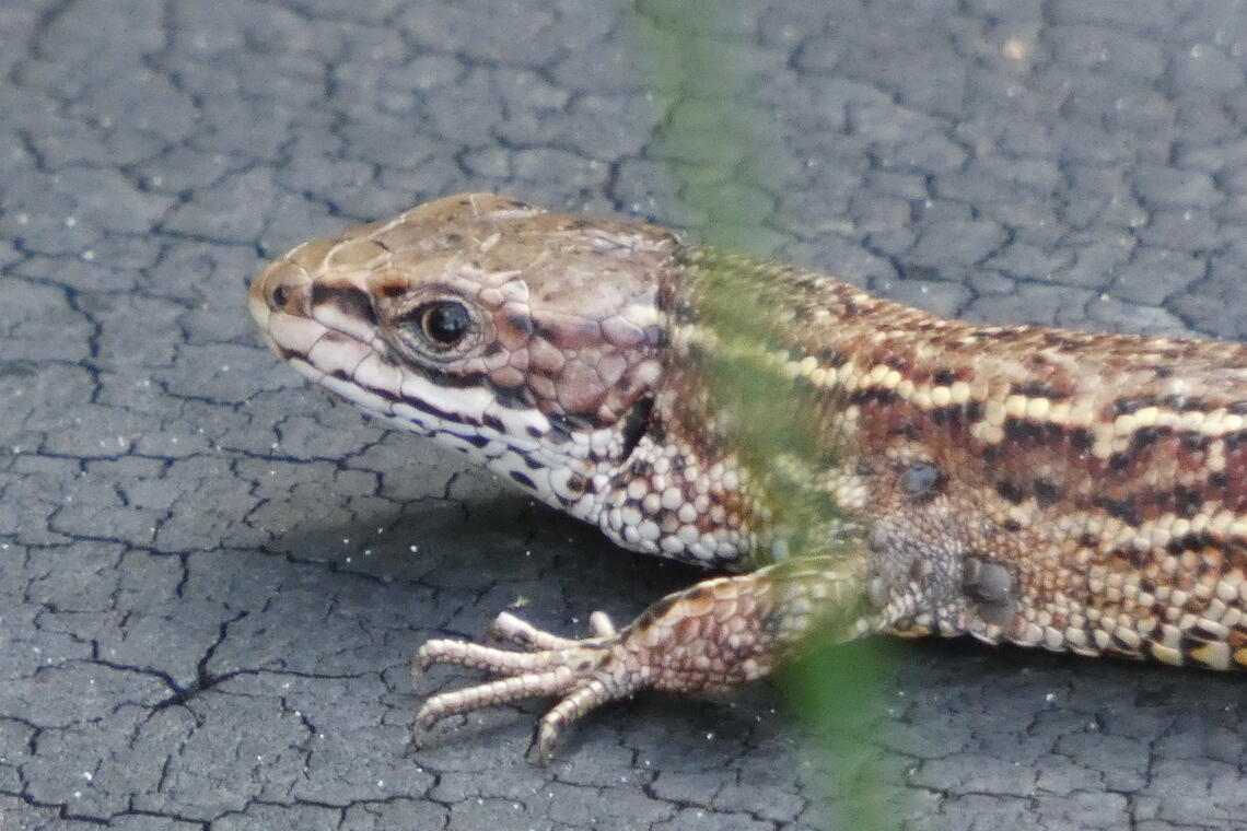 reptile