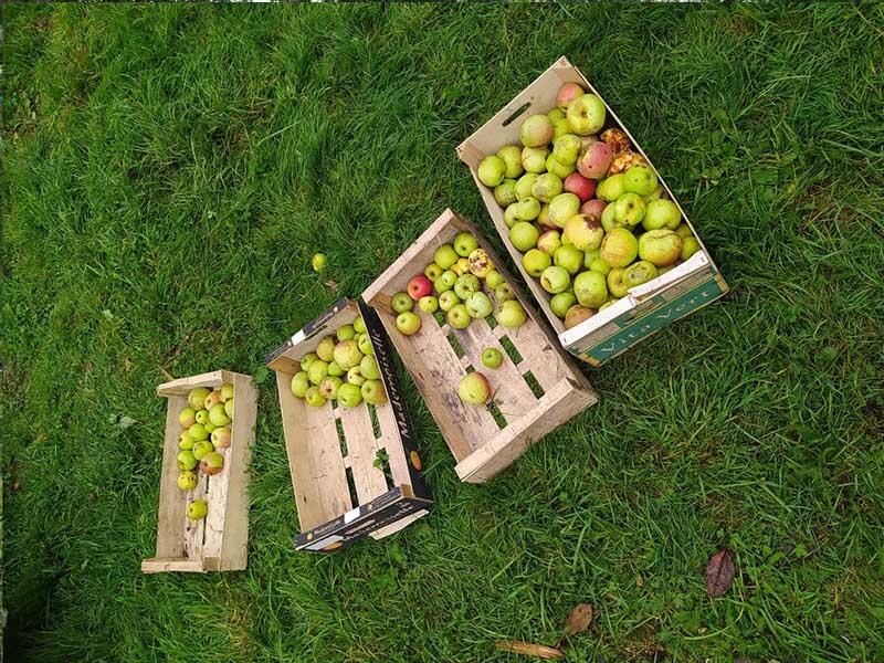 Ramassage des  pommes 2