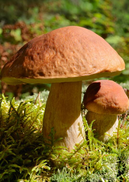 Sortie champignon