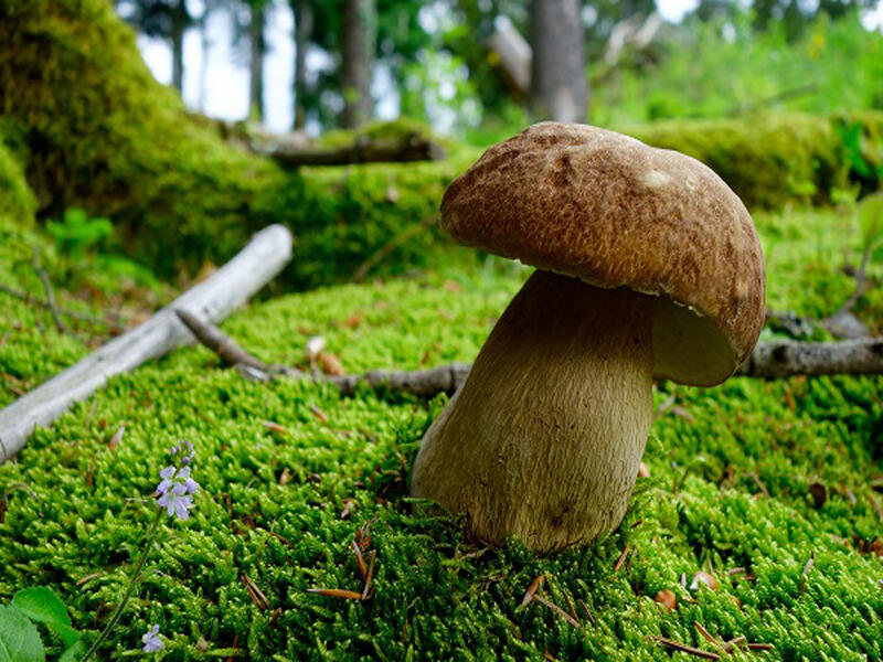 bagnoles-orne-champignons-cepe-foret-nature-campagne-adobestock-2