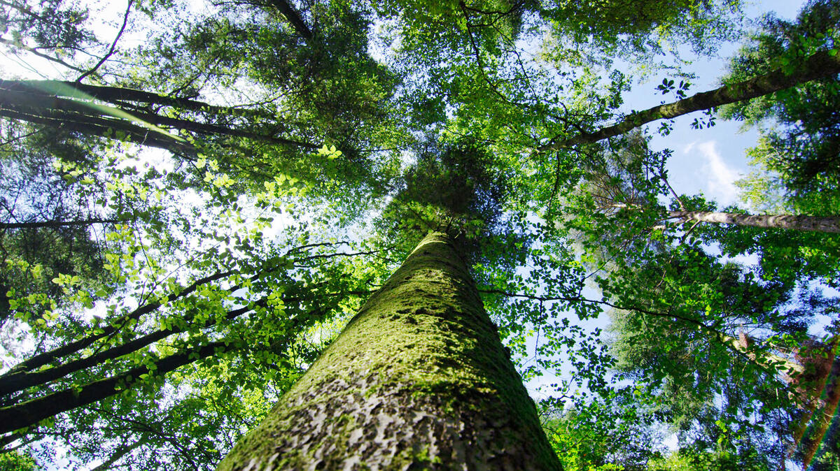 bagnoles-orne-foret-andaines-arbre-nature-ciel