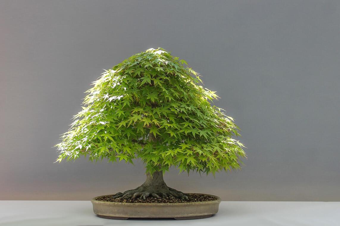 bonsai