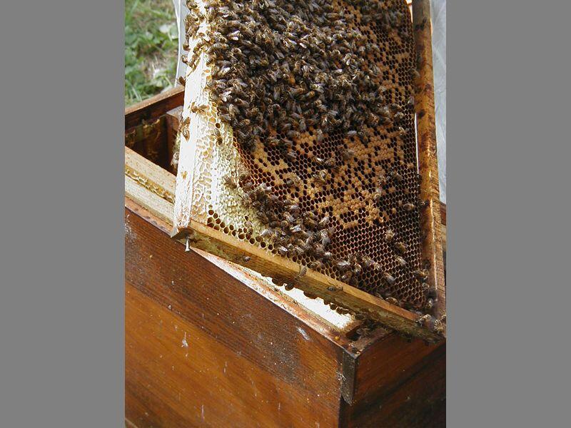 ecomusee_apiculture10_800