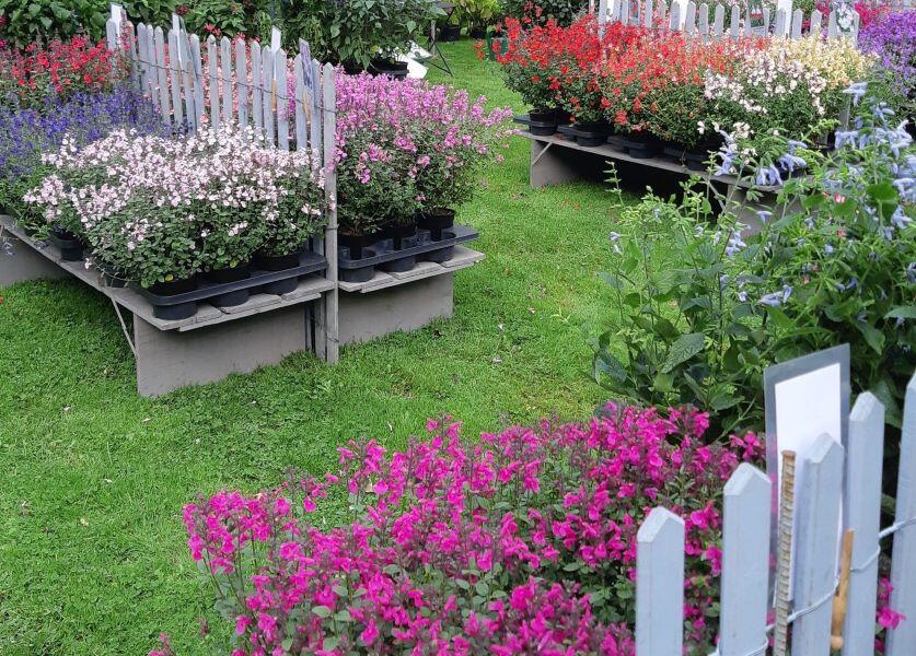 plantes_en_fête©Aureli_conception