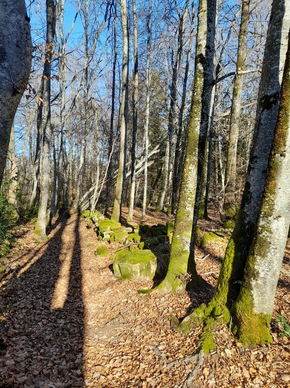 Forêt Arfeuille Châtain