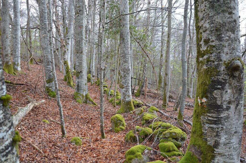 Chemin du Bois d'Amont