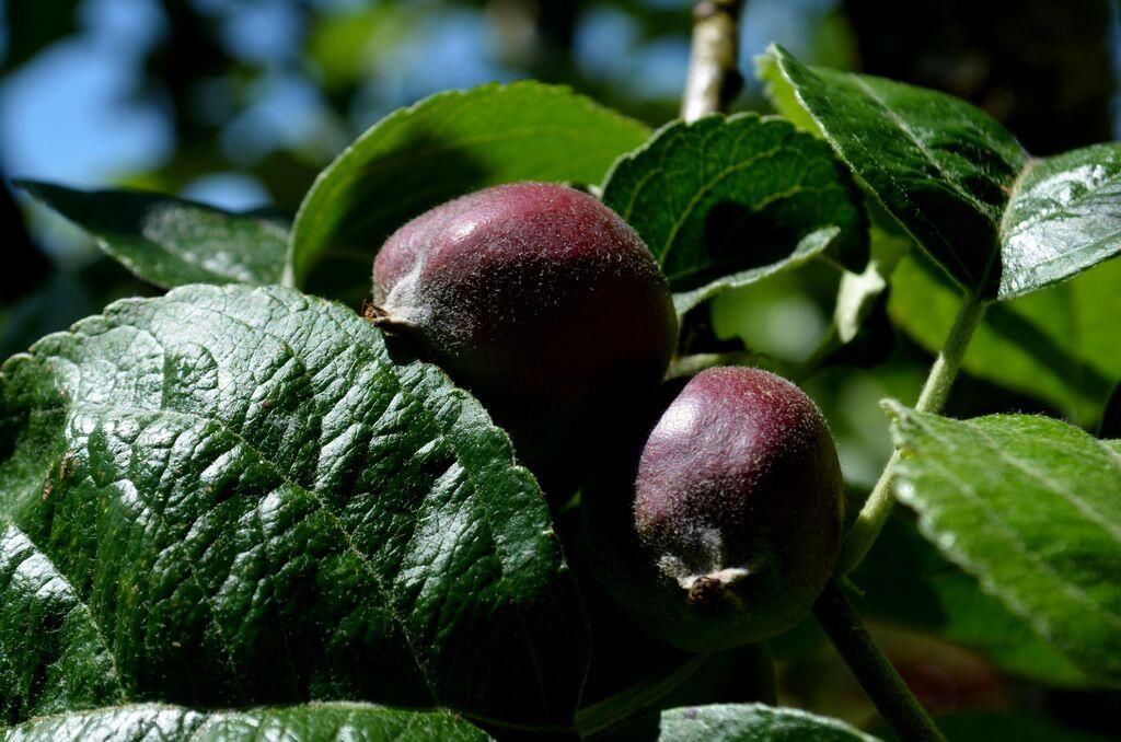 #Jardin #Creuse #La taille des arbres_1