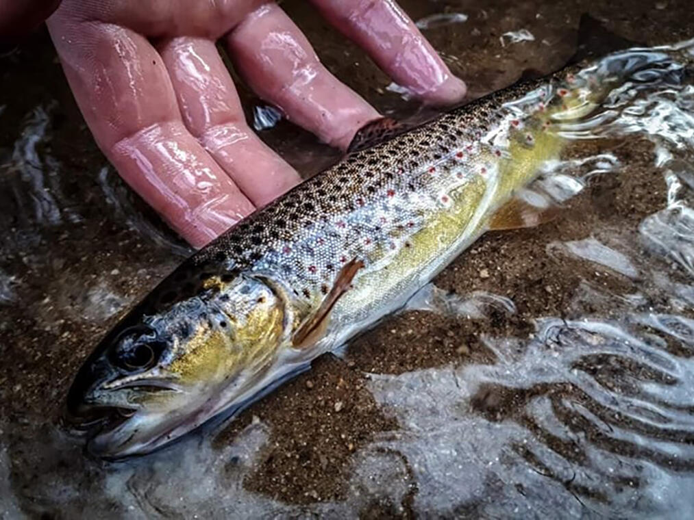 Initiation pêche de la truite aux leurres et à la mouche en rivière_1