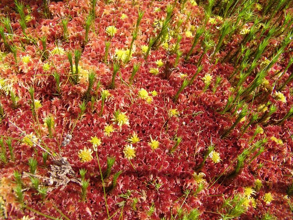 Tourbière de Friaulouse_1