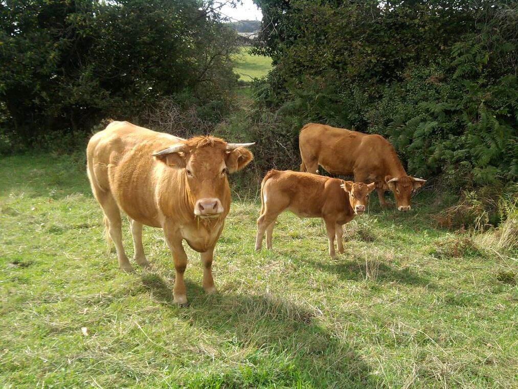 La Ferme du Fieux