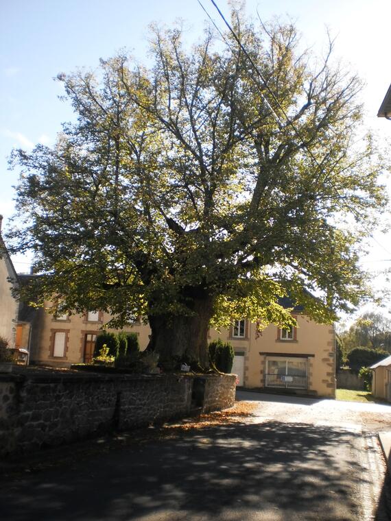 Arbre remarquable 'Le Sully'_1