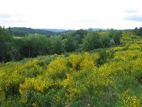 Forêt domaniale de la Feuillade_1