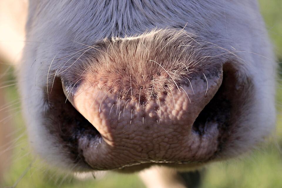 Vache_1