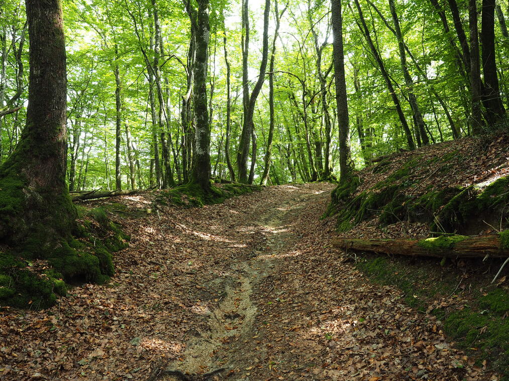 CHARRON_Forêt de Drouille2 ©CHARRON