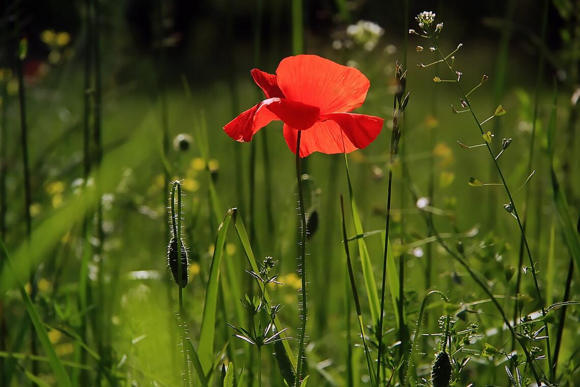 Coquelicot