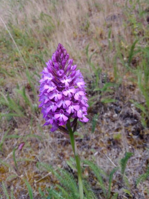 Orchis Pyramidal