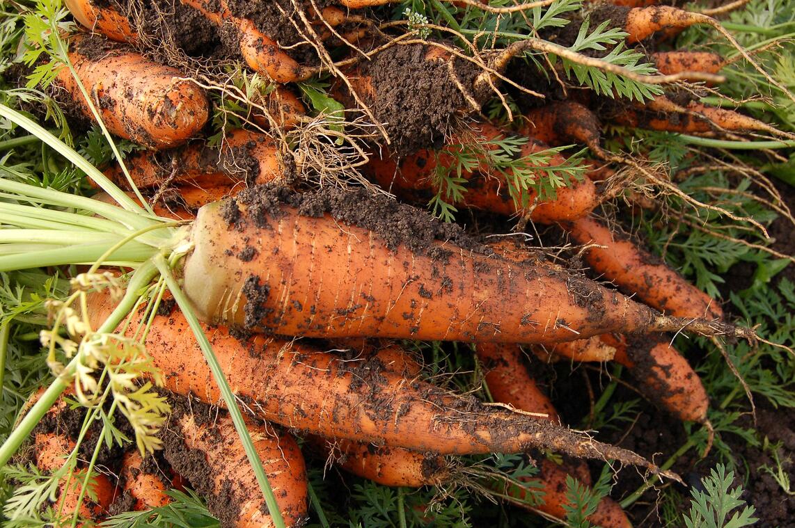 Légumes Carottes