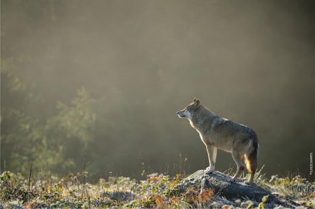 Loups-Chabrieres-OT-Gueret