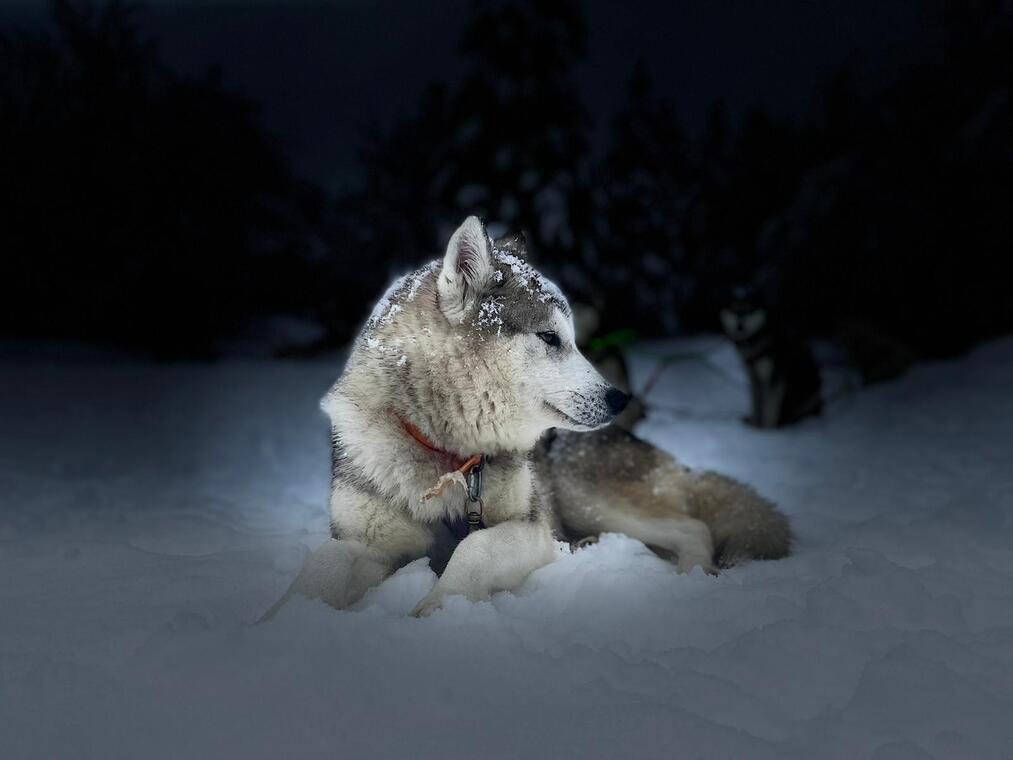 chien de nuit