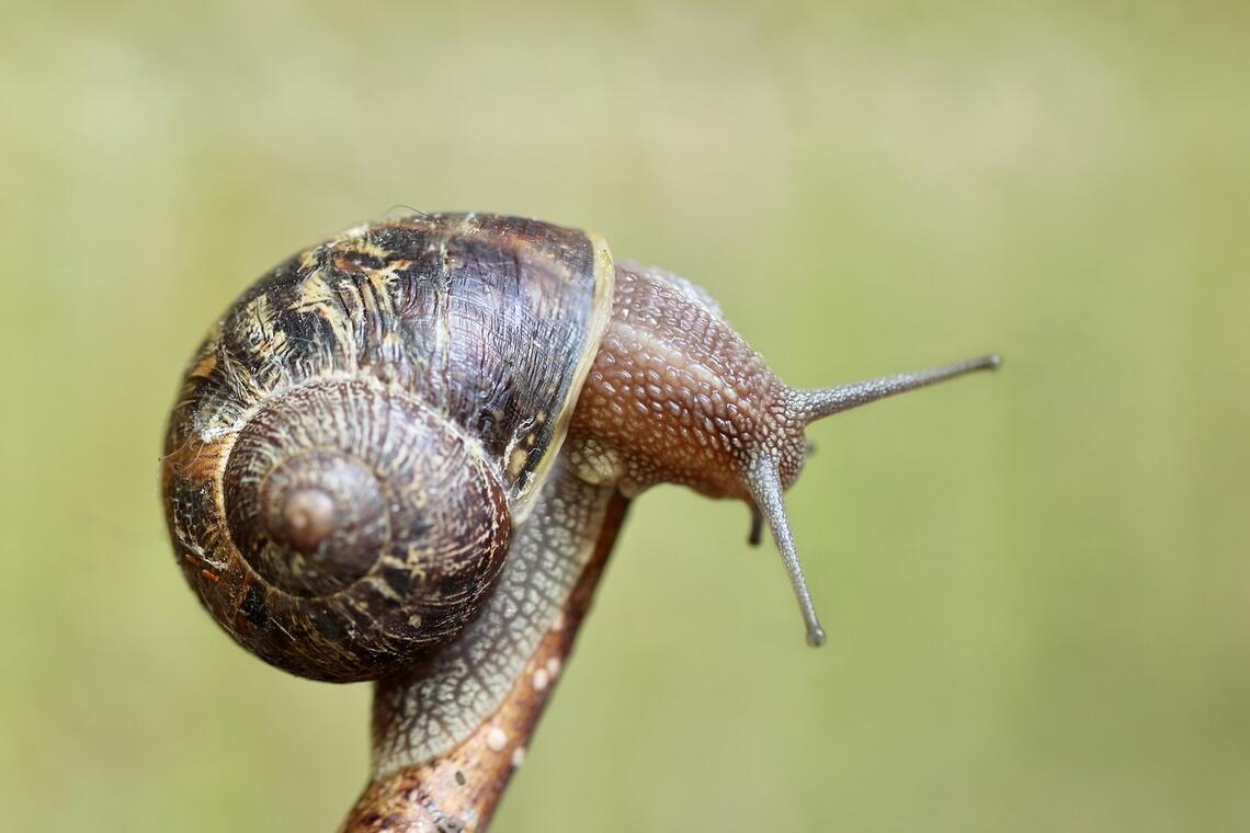 Escargots