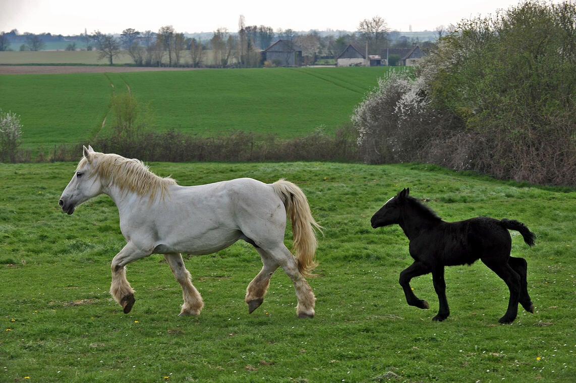 Chevaux Percheron M. Collet