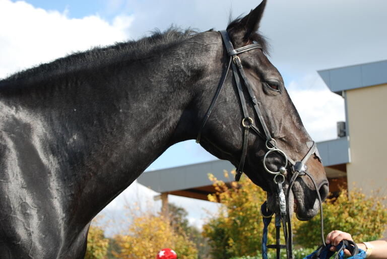 générique-équitation-cheval-49-loi