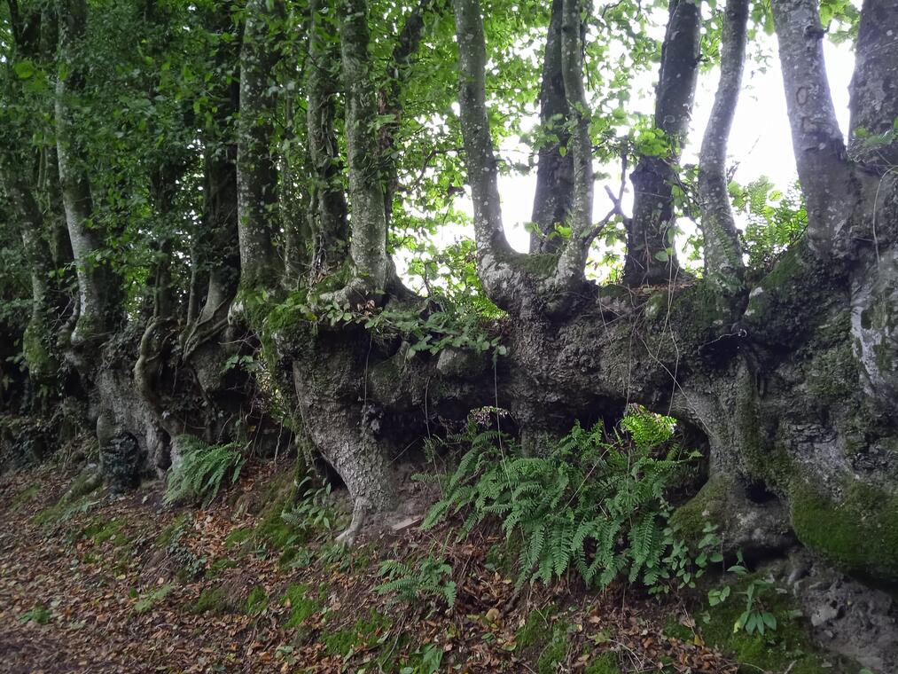 sentier du mont du saule - Le Ribay