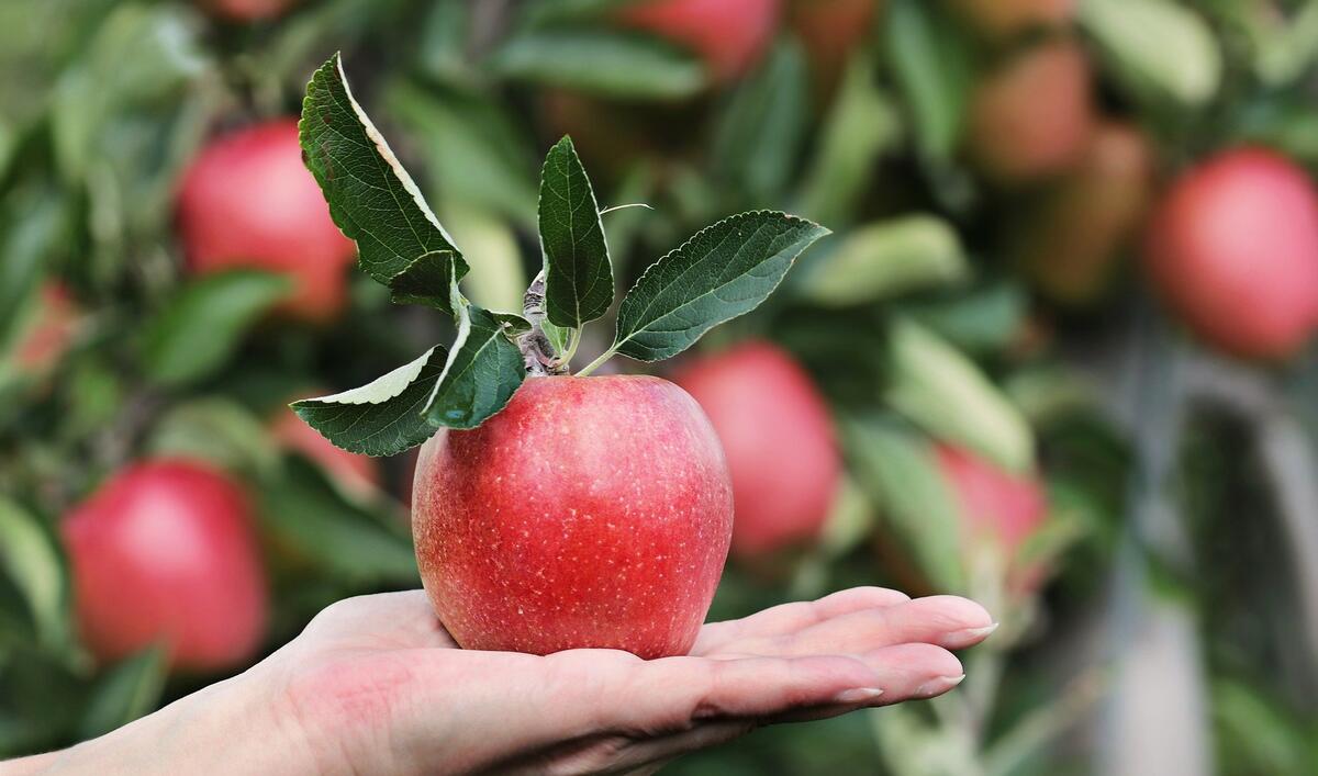 POMME
