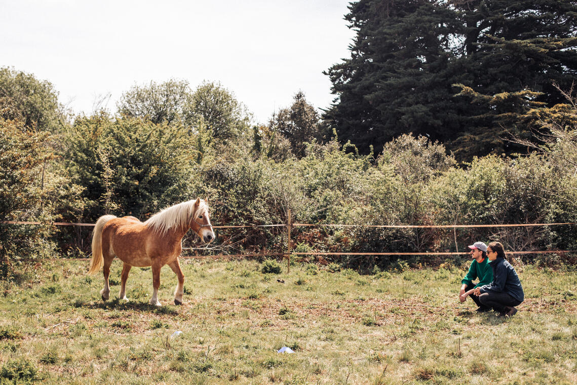 Equicoaching