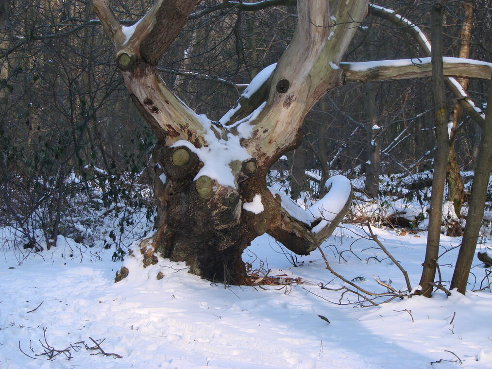 Le Cap d'Ailly en hibernation