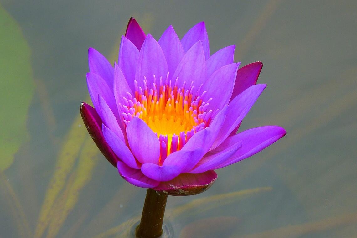 Etang fleur